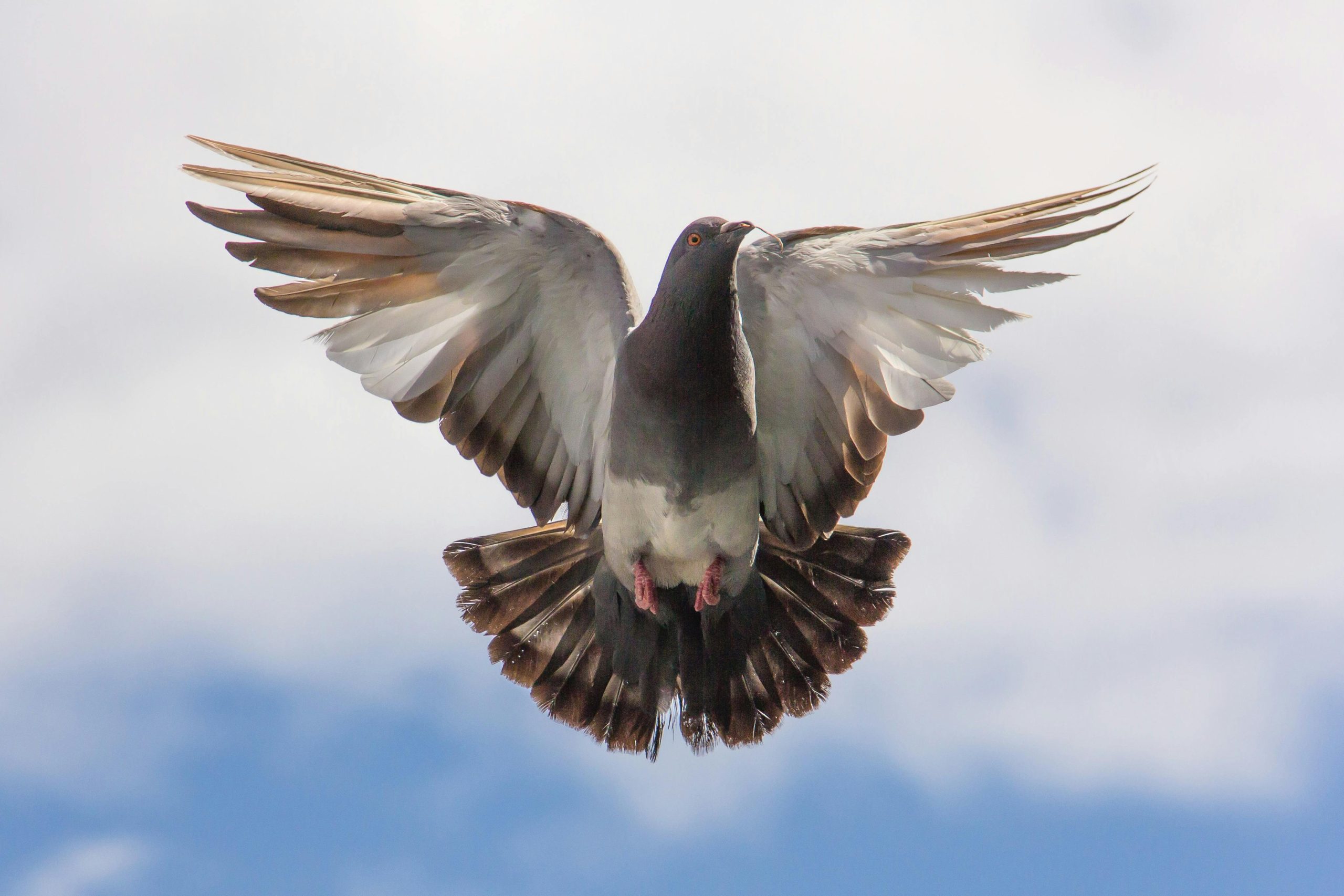 Holy Spirit